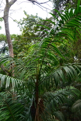 Oenocarpus mapora