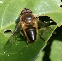 Eristalis pertinax