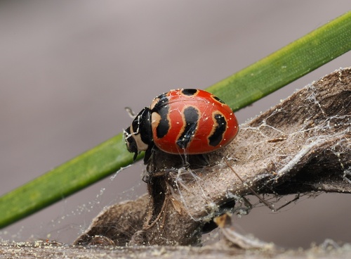 Three-banded Lady Beetle photo 5