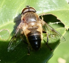 Eristalis pertinax