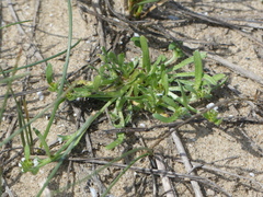 Plagiobothrys humistratus