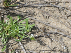 Plagiobothrys humistratus