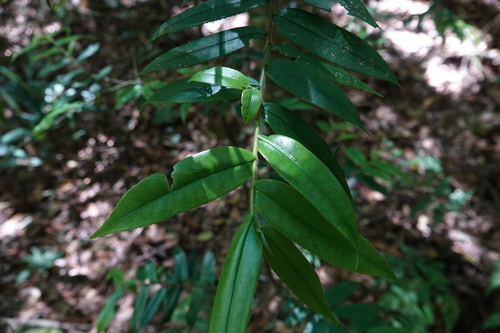 Eurya strigillosa observed 2026-05-27