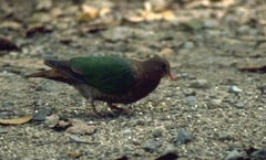 Chalcophaps longirostris