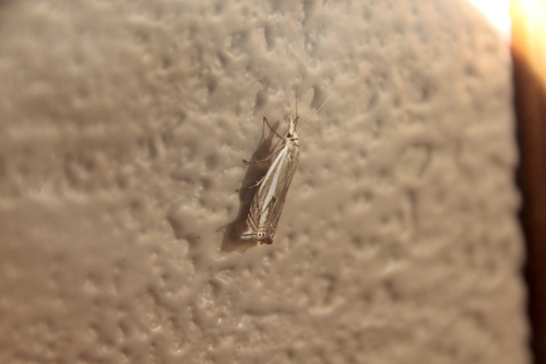 Hook-streaked Grass-veneer