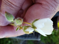 Sidalcea calycosa calycosa