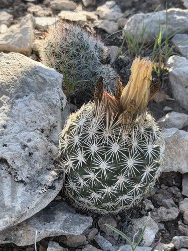 Rhinoceros cactus (Coryphantha echinus)