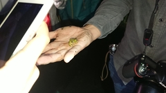 Kurixalus berylliniris