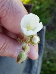 Sidalcea calycosa calycosa