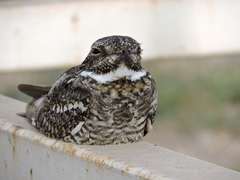 Chordeiles acutipennis