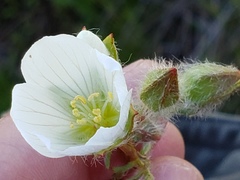Sidalcea calycosa calycosa