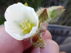 Sidalcea calycosa calycosa