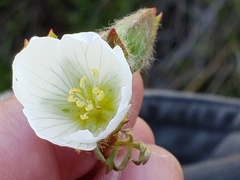 Sidalcea calycosa calycosa