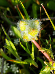 Sidalcea calycosa calycosa