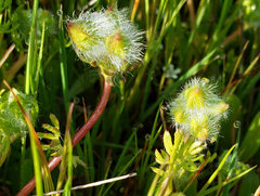 Sidalcea calycosa calycosa