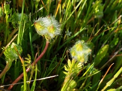 Sidalcea calycosa calycosa