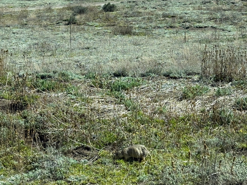 Gunnison's Prairie Dog observed by bugmancer