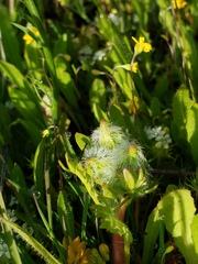 Sidalcea calycosa calycosa