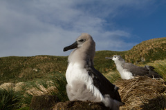 Grey-Headed Albatross photo 4