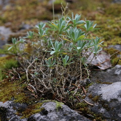 Schivereckia podolica