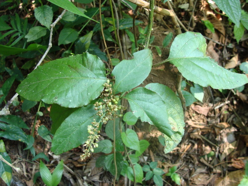 Image of Chamissoa altissima by (c) Alexis López Hernández, some rights reserved (CC BY)