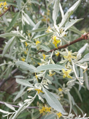 Russian olive