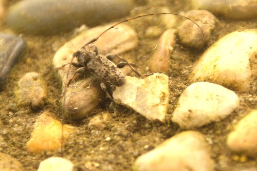 Leiopus femoratus