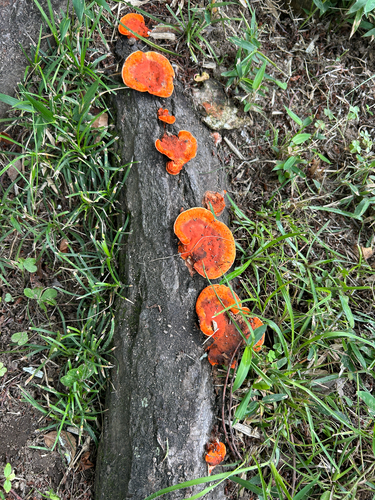 Southern Cinnabar Polypore