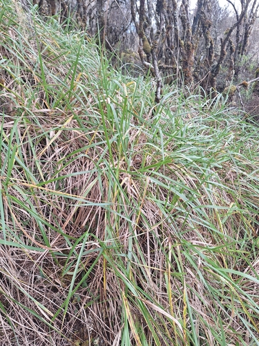 Anthoxanthum redolens, photograph 3