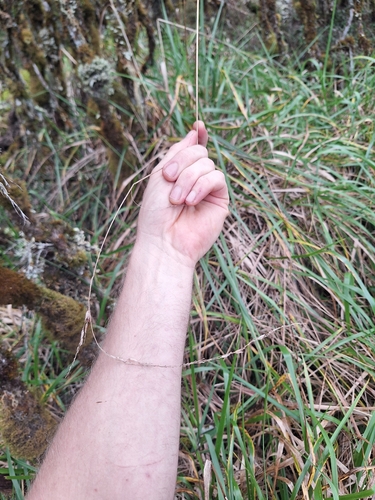 Anthoxanthum redolens, photograph 4