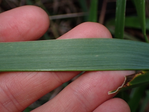 Anthoxanthum redolens, photograph 5