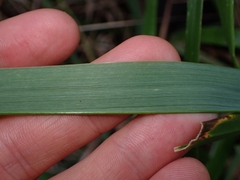 (c) Oscar Dove, some rights reserved (CC BY) Anthoxanthum redolens, photograph (c) Oscar Dove, some rights reserved (CC BY)