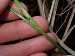 Anthoxanthum redolens, photograph (c) Oscar Dove, some rights reserved (CC BY)