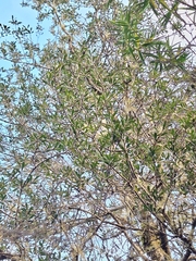 (c) Oscar Dove, some rights reserved (CC BY) Pittosporum turneri, photograph (c) Oscar Dove, some rights reserved (CC BY)