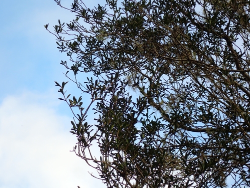 Pittosporum turneri, photograph 5