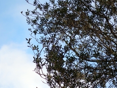 (c) Oscar Dove, some rights reserved (CC BY) Pittosporum turneri, photograph (c) Oscar Dove, some rights reserved (CC BY)