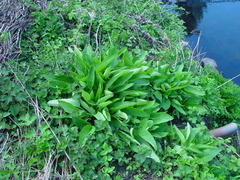 Symphytum × uplandicum