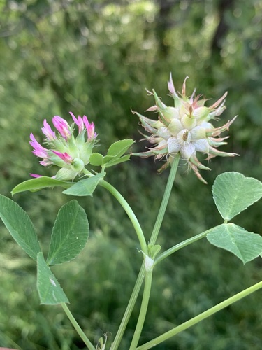 Mediterranean clover