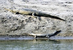 Gavialis gangeticus