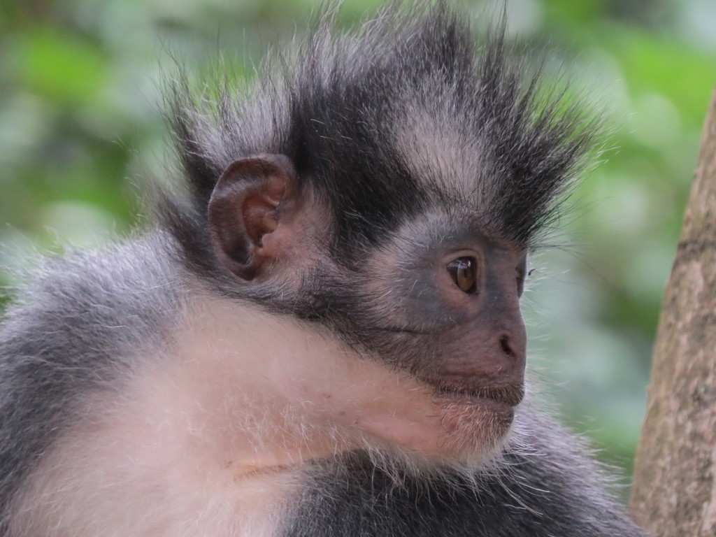 Thomas’s Langur