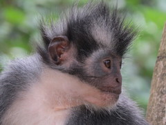 Thomas's Langur photo 2