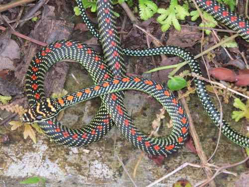 Paradise Tree Snake, Chrysopelea paradisi