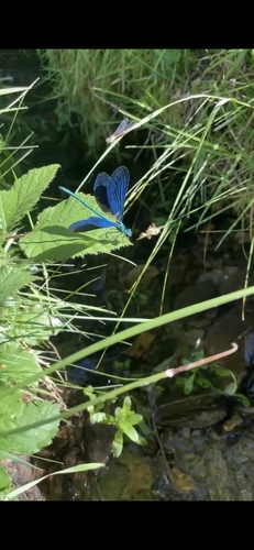 Beautiful Demoiselle