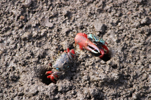 Paraleptuca chlorophthalmus observed 2026-05-16