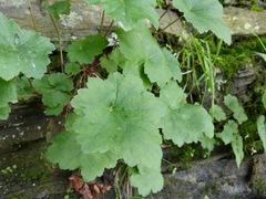 Heuchera alba