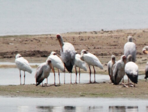 iNaturalist image