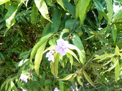 Brunfelsia grandiflora