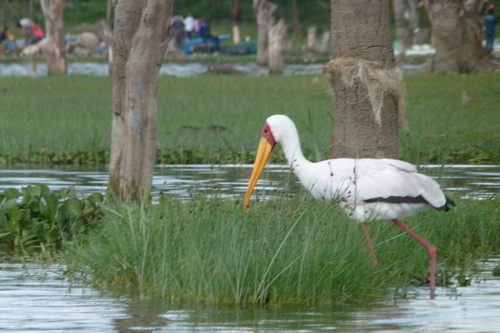 iNaturalist image
