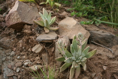 Dudleya virens hassei