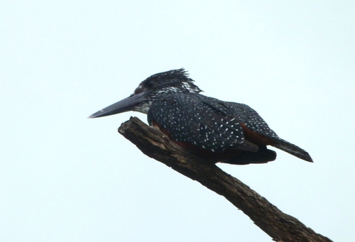 iNaturalist: (c) Francisco J. Serrano Eizaguerri, some rights reserved (CC BY-NC), uploaded by Francisco J. Serrano Eizaguerri iNaturalist image